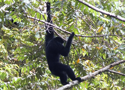Forest Management Unit 10-Padangsidimpuan and Scorpion Foundation Carry Out a Joint Patrol in the West Block of Batang Toru Ecosystem (September 16, 2025)  